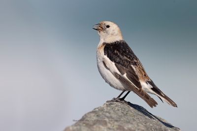 Snow bunting - Plectrophenax nivalis