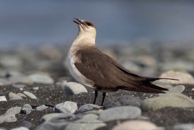 Arctic skua - Stercorarius parasiticus
