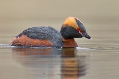 Slavonian grebe - Podiceps auritus