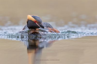 Slavonian grebe - Podiceps auritus