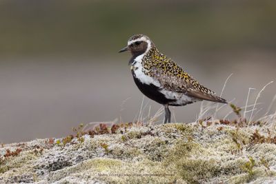 Eurasian Golden Plover - Pluvialis apricaria