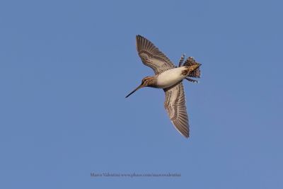 Common snipe - Gallinago gallinago