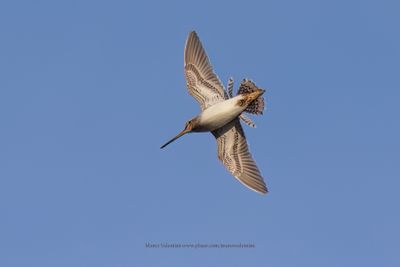 Common snipe - Gallinago gallinago