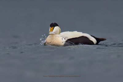 Common Eider - Somateria mollissima