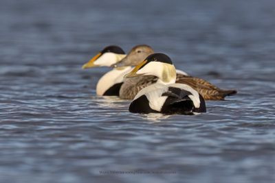 Common Eider - Somateria mollissima