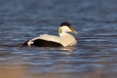 Common Eider - Somateria mollissima