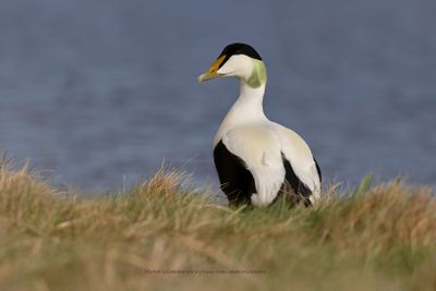 Common Eider - Somateria mollissima
