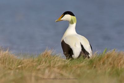 Common Eider - Somateria mollissima