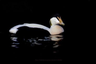 Common Eider - Somateria mollissima