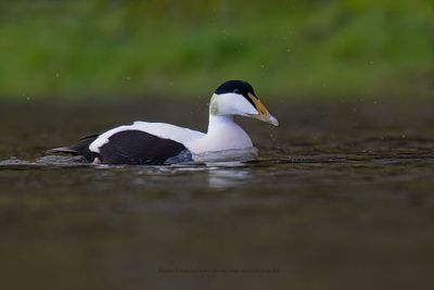 Common Eider - Somateria mollissima