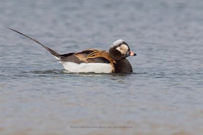 Long-tailed duck - Clangula hyemalis