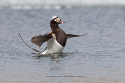 Long-tailed duck - Clangula hyemalis