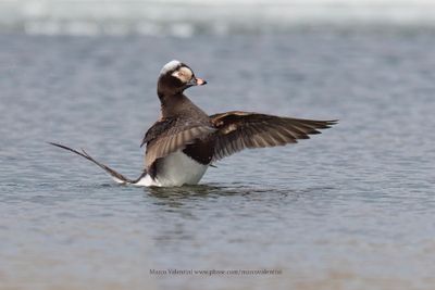 Long-tailed duck - Clangula hyemalis