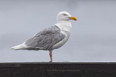 Glaucous Gull - Larus hyperboreus