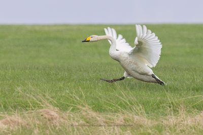 Whooper Swan - Cygnus cygnus