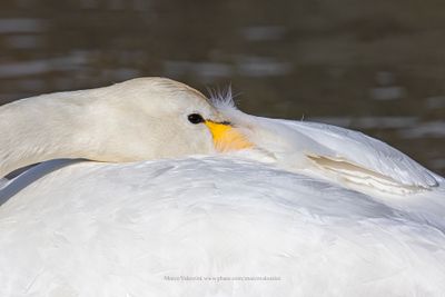 Whooper Swan - Cygnus cygnus
