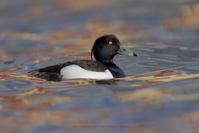 Tufted duck - Aythya fuligula