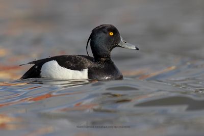 Tufted duck - Aythya fuligula