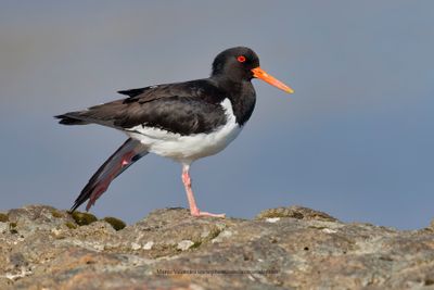Eurasian Oystercatcher - Haematopus ostralegus