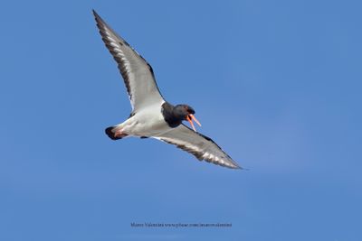 Eurasian Oystercatcher - Haematopus ostralegus