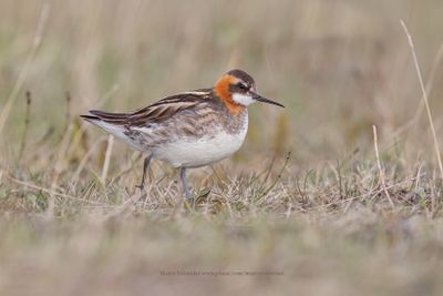 Red-necked Phalarope - Phalaropus lobatus