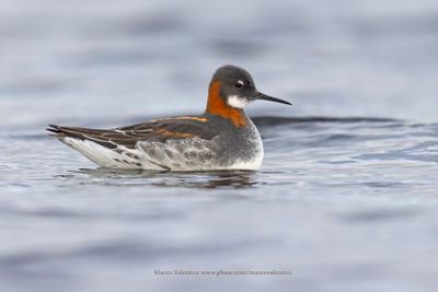Red-necked Phalarope - Phalaropus lobatus
