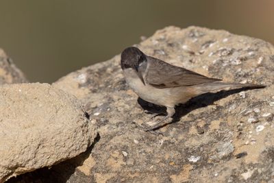 Western Orphean Warbler - Sylvia hortensis