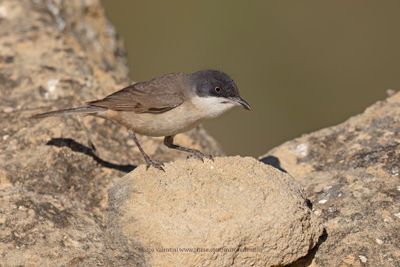 Western Orphean Warbler - Sylvia hortensis