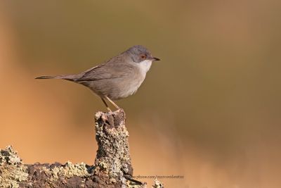 Sardinian warbler - Sylvia melanocephala