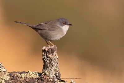 Sardinian warbler - Sylvia melanocephala