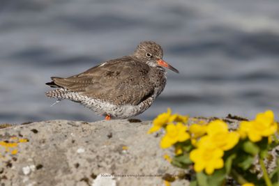 Redshank - Tringa totanus