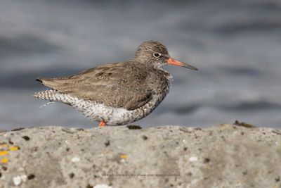 Redshank - Tringa totanus