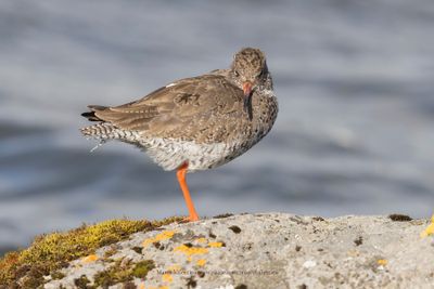 Redshank - Tringa totanus