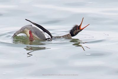 Red-breasted Merganser - Mergus serrator