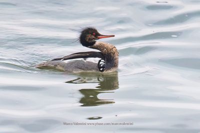 Red-breasted Merganser - Mergus serrator