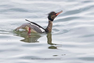 Red-breasted Merganser - Mergus serrator