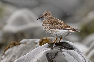 Purple Sandpiper - Calidris maritima