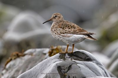 Purple Sandpiper - Calidris maritima