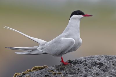 Arctic tern - Sterna paradisea