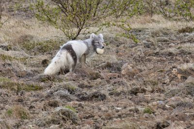 Arctic Fox - Alopex lagopus