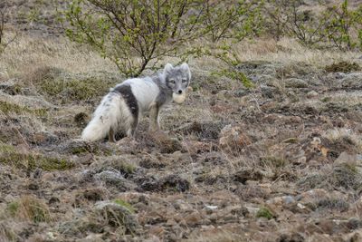 Arctic Fox - Alopex lagopus