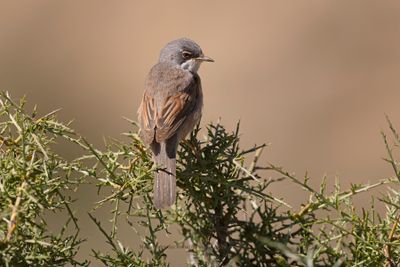 Spectacled warbler - Sylvia conspicillata