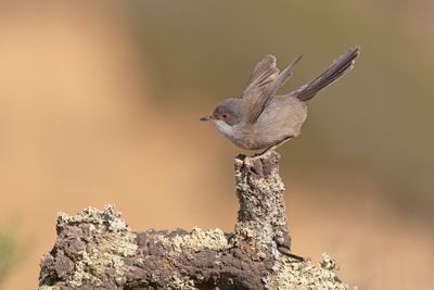 Sardinian warbler - Sylvia melanocephala