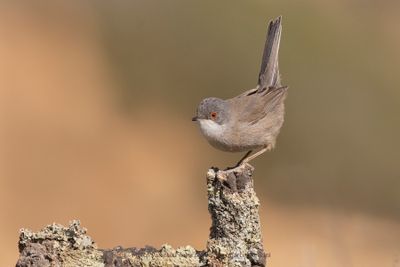 Sardinian warbler - Sylvia melanocephala