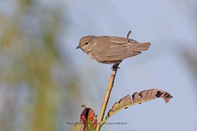 Garden warbler - Sylvia borin