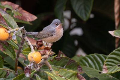 Moltoni's Warbler - Sylvia subalpina