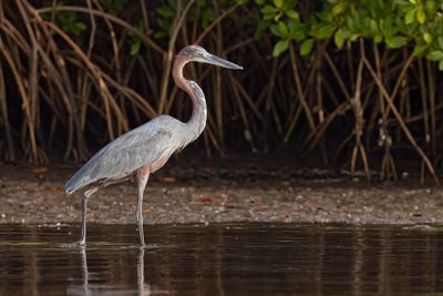 Goliath Heron - Ardea goliath
