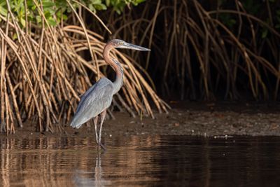 Goliath Heron - Ardea goliath