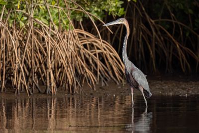 Goliath Heron - Ardea goliath