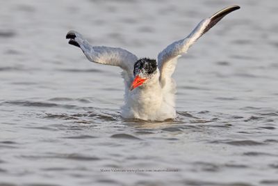 Caspian Tern - Hydroprogne caspia